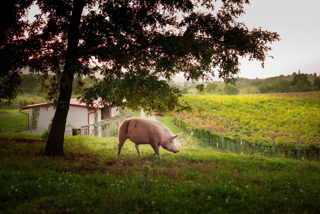 Tourist Farm Skerlj Villa Dutovlje Bagian luar foto