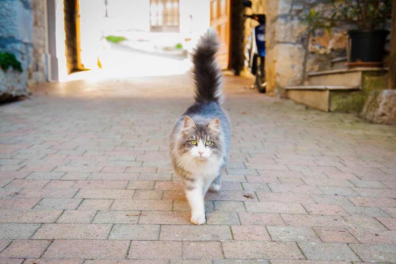 Tourist Farm Skerlj Villa Dutovlje Bagian luar foto